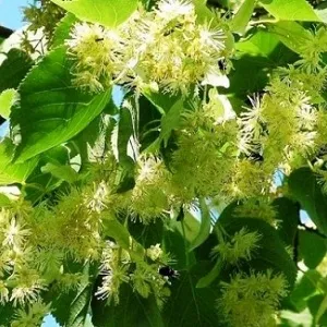 Опилки липовые оптом в Астрахани от завода-производителя Лигнум Ресурс